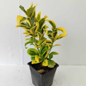 Altuni Taflan Pot 15-20cm