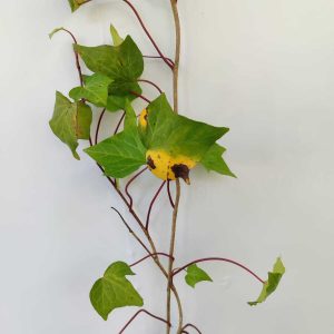 sarmasik-hedera-2