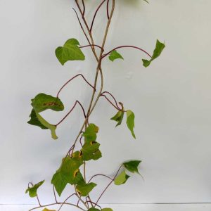 Orman Sarmaşığı 100-150cm 3 litre