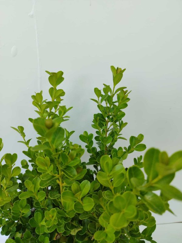 Şimşir 30-40cm 3 Litre 2'li Ekim