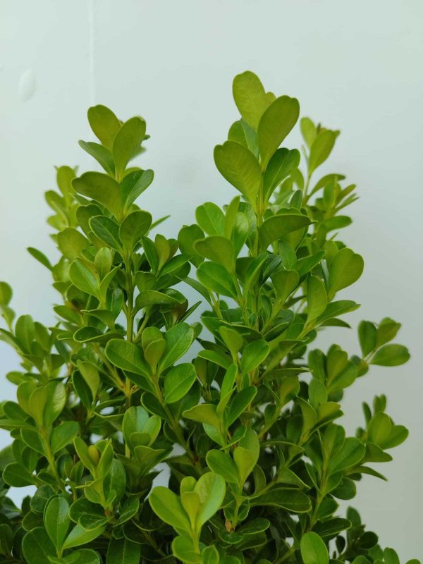 Şimşir 30-40cm 3 Litre 2'li Ekim