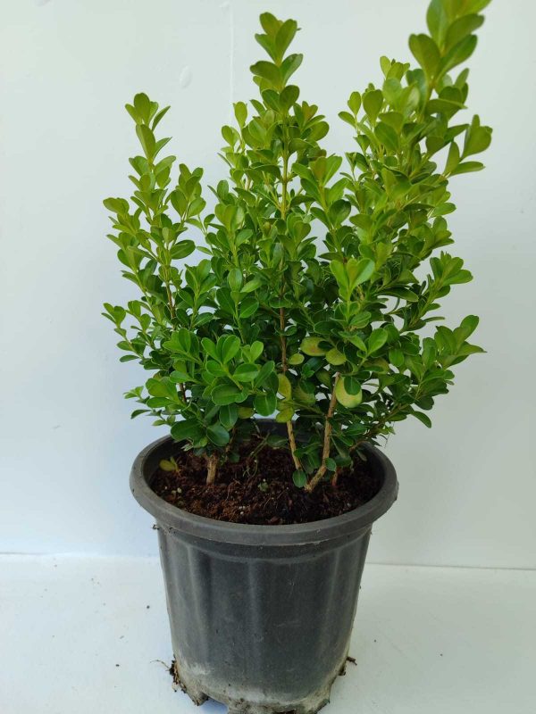 Şimşir 30-40cm 3 Litre 2'li Ekim