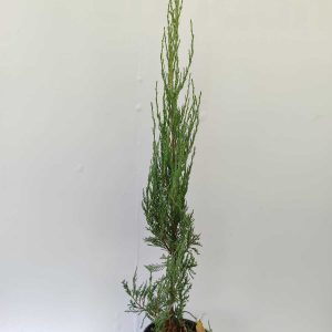 Skyrocket 80-100 cm 3 litre