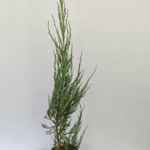 Skyrocket 60-80cm 3 litre