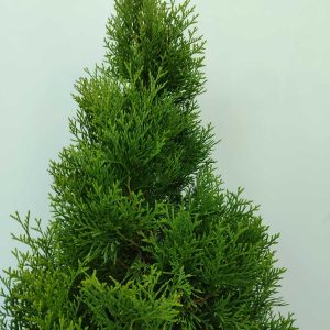 smargat-mazi-100-125-8litre-2