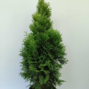 Smargat Mazı 100-125 cm 8 litre