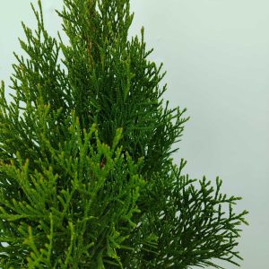 smargat-mazi-5-litre-40-60-2