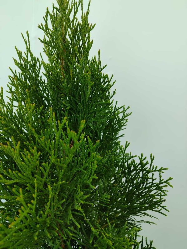 Smargat Mazı 40-60cm 3 litre