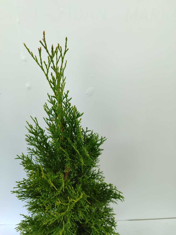 Smargat Mazı 40-60cm 3 litre