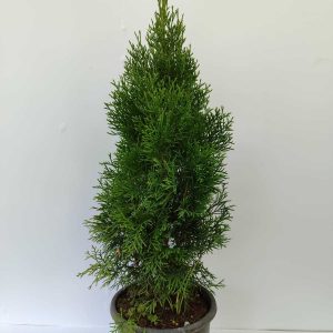 Smargat Mazı 40-60cm 3 litre