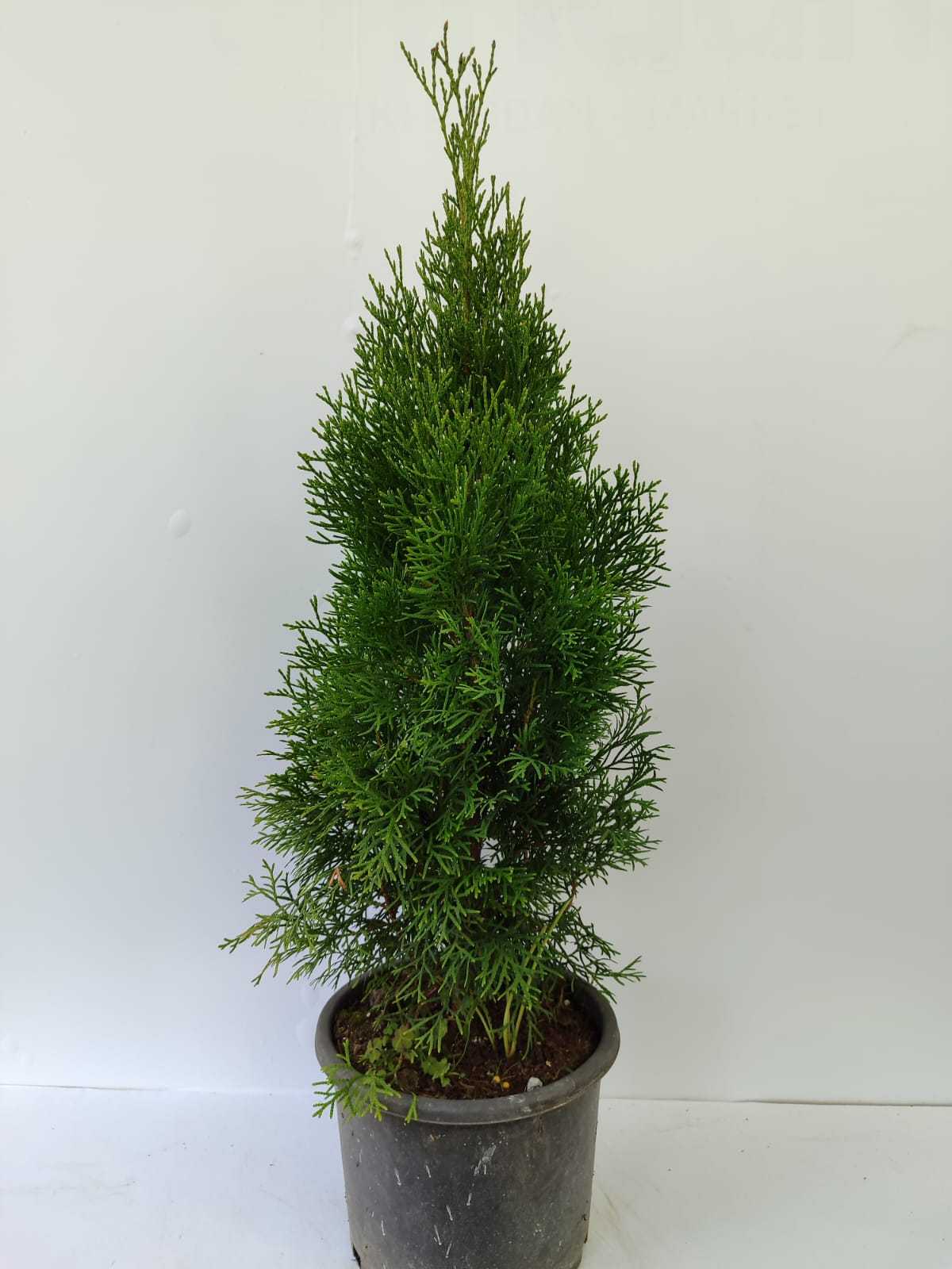 Smargat Mazı 40-60cm 3 litre - Çit Bitkileri