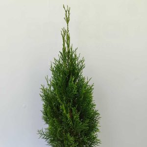 smargat-mazi-60-80-5litre-2