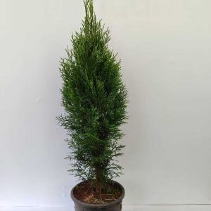 Smargat Mazı 60-80 cm 3 litre