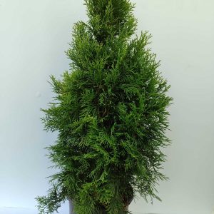 Smargat Mazı 80-100 cm 8 litre