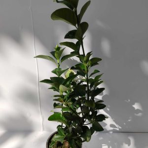 Yeşil Taflan 30-40cm 1 litre